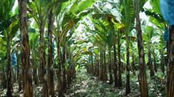 Как растут ананасы на плантациях, в теплицах и домашних условиях