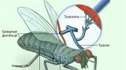 Внешнее строение насекомых: типы, описание, особенности